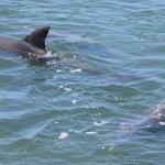 Dolphin Eco-cruise @2014, Western Australia Road Trip