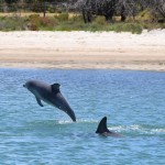 Dolphin Eco-cruise @2014, Western Australia Road Trip