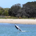 Dolphin Eco-cruise @2014, Western Australia Road Trip