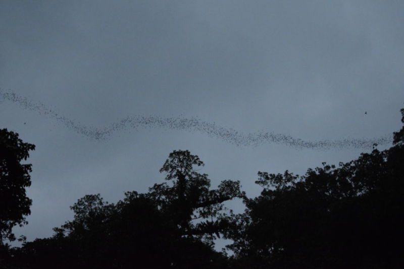 Bat Exodus @2015