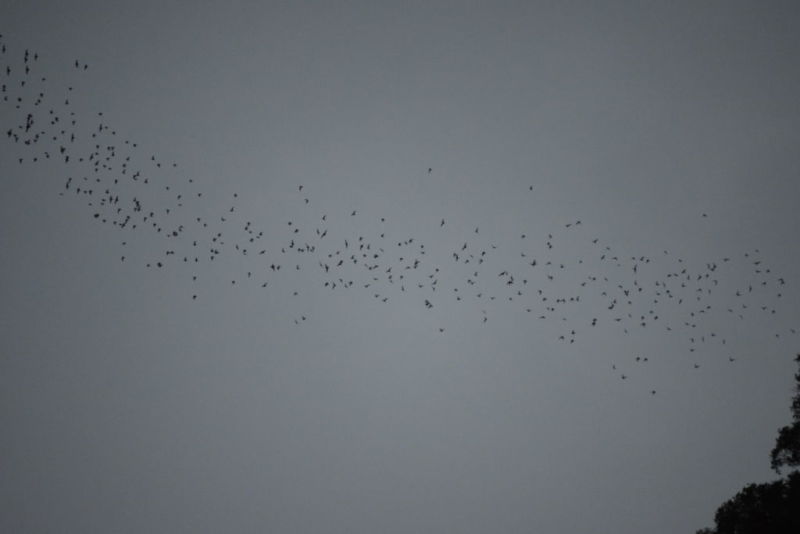 Bat Exodus @2015
