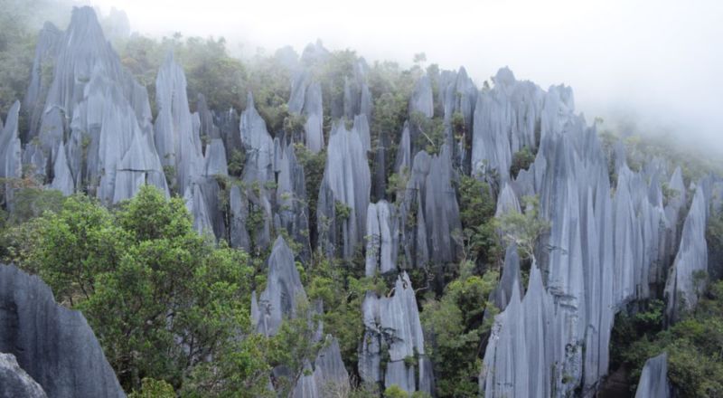 The Pinnacles Hike, Mulu National Park The Pinnacles Hike, Mulu National Park