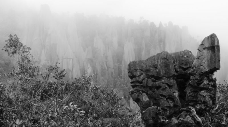 The Pinnacles, Mulu National Park, Sarawak, Malaysia @2015