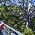 Tree Top Walk, Walpole