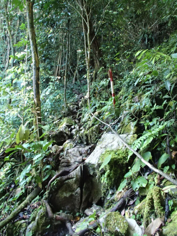 Typical terrain, climb to view Pinnacles @2015 Typical terrain, climb to view Pinnacles @2015 (The Pinnacles Hike, Mulu National Park)