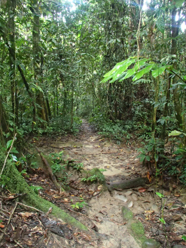 Typical terrain of trail to Camp 5 @2015 Typical terrain of trail to Camp 5 @2015