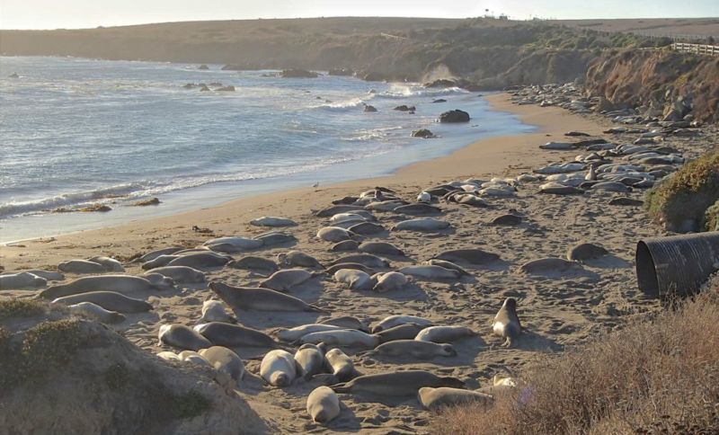 Elephant Seals Vista Point, San Simeon