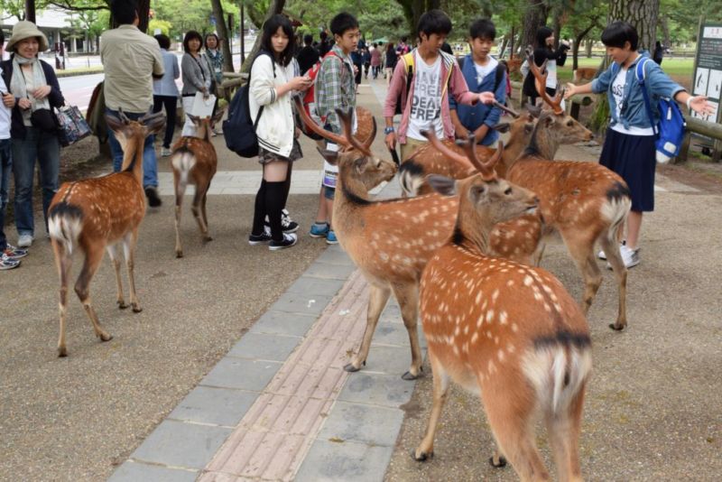Deers roaming freely in Nara @2015 (Free & Easy Osaka)