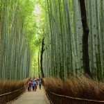 Bamboo Grove, Arashiyama, Kyoto