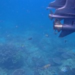 Underwater views while snorkelling, Tioman (Tioman Dive Blog)