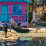 Affinity - Dolphin Show. One of the most popular show in Sea World. Learn more about these wonderful creatures.