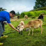 Sheep farm, Bario