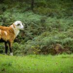 Sheep farm, Bario
