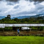 Sheep farm, Bario