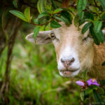 Sheep farm, Bario
