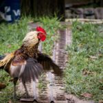 Daily life in Bario: Someone's agitated (Sarawak, Malaysia)