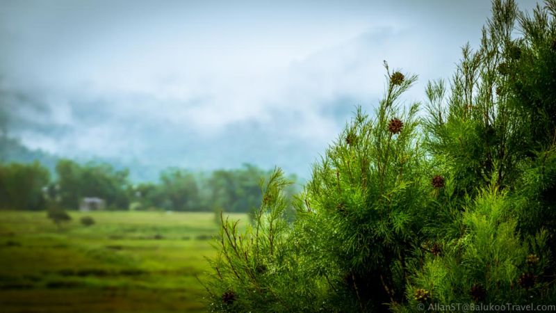 View from The Ngimat Ayu House (Sarawak, Malaysia)(Things to do in Bario)
