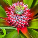 Young pineapple in the farm, Bario. Note the vibrant color.
