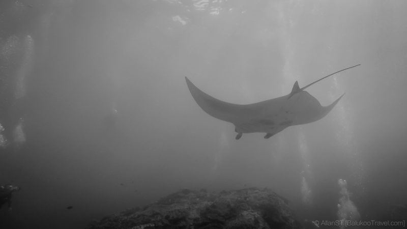 Giant Manta at Manta Point, Nusa Penida (Bali) (Scuba Diving in Bali)