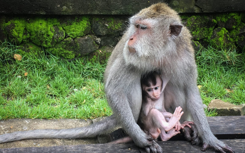 Monkey Forest, Ubud (Bali)