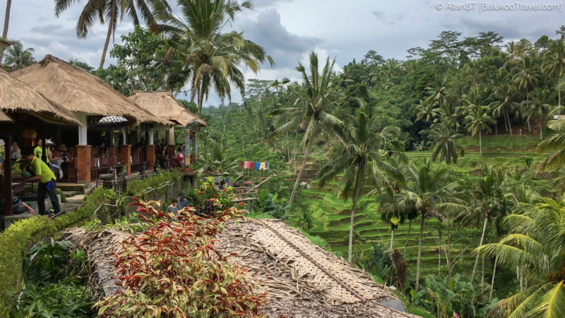 Tegalalang Rice Terrace (Bali)