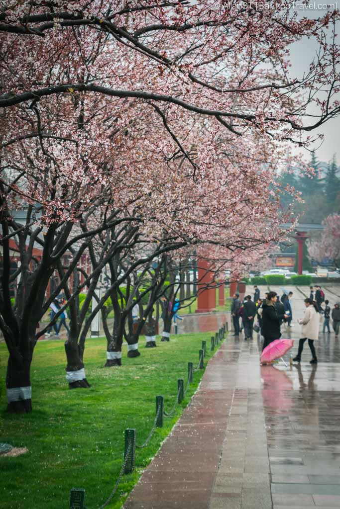 Giant Wild Goose Pagoda (Xi'an Attractions, China) Giant Wild Goose Pagoda (Xi'an Attractions, China)