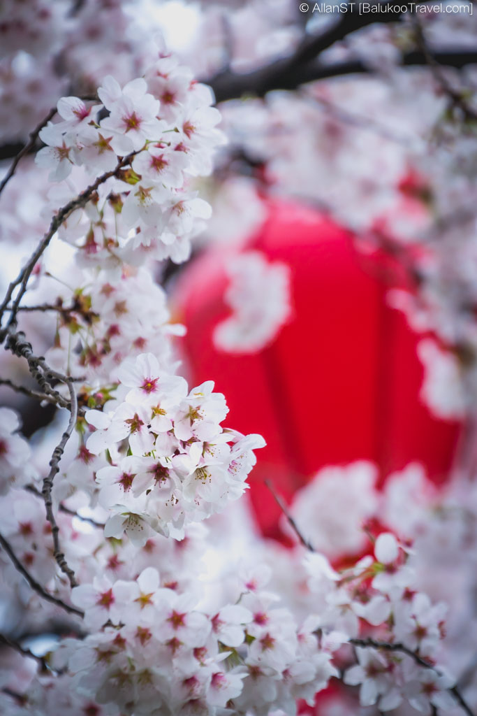 Giant Wild Goose Pagoda (Xi'an Attractions) Giant Wild Goose Pagoda (Xi'an Attractions)
