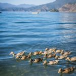 Aokua Pier 洼夸码头, Area#D1