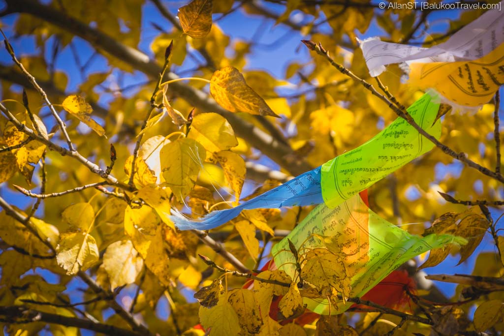 Autumn Leaves, Lugu Lake 