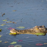 Yellow Water Wetland