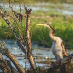 Yellow Water Wetland