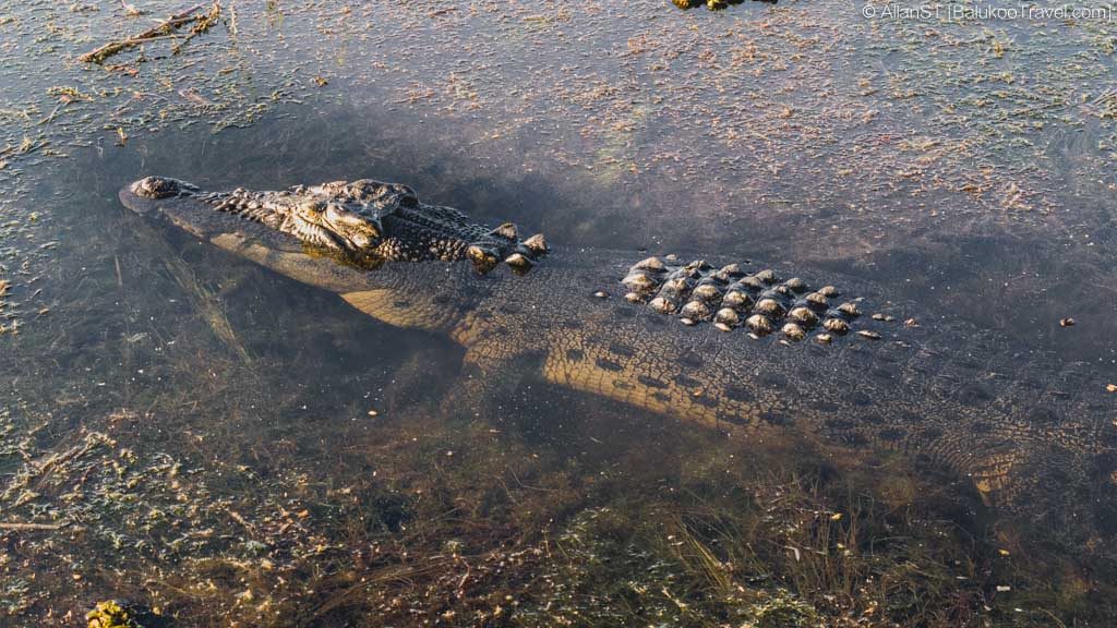 Massive saltwater crocodile at Yellow Water (Ngurrungurrudjba) Wetlands. (Yellow Water Cruise, Kakadu National Park)