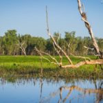 Yellow Water Wetland
