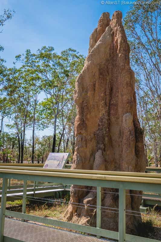 Litchfield National Park: Cathedral Termite Mounds