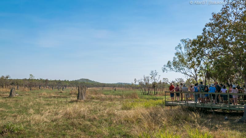 Field of Magnetic Termite Mounds beside the parking area