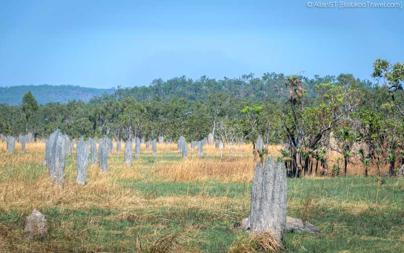 Field of Magnetic Termite Mounds 