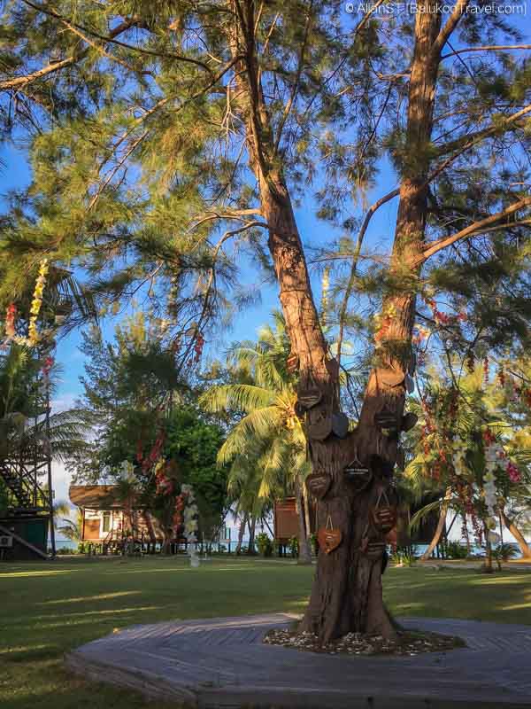 The Reef Resort's Love Tree The Reef Resort's Love Tree