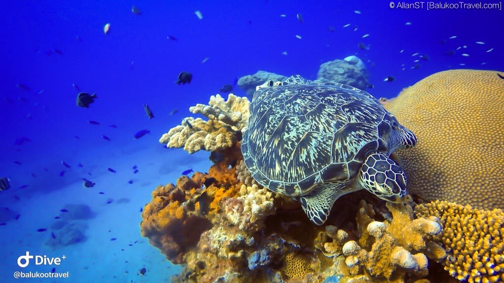 Dive Site: 石朗 (ShiLang) (Green Island)