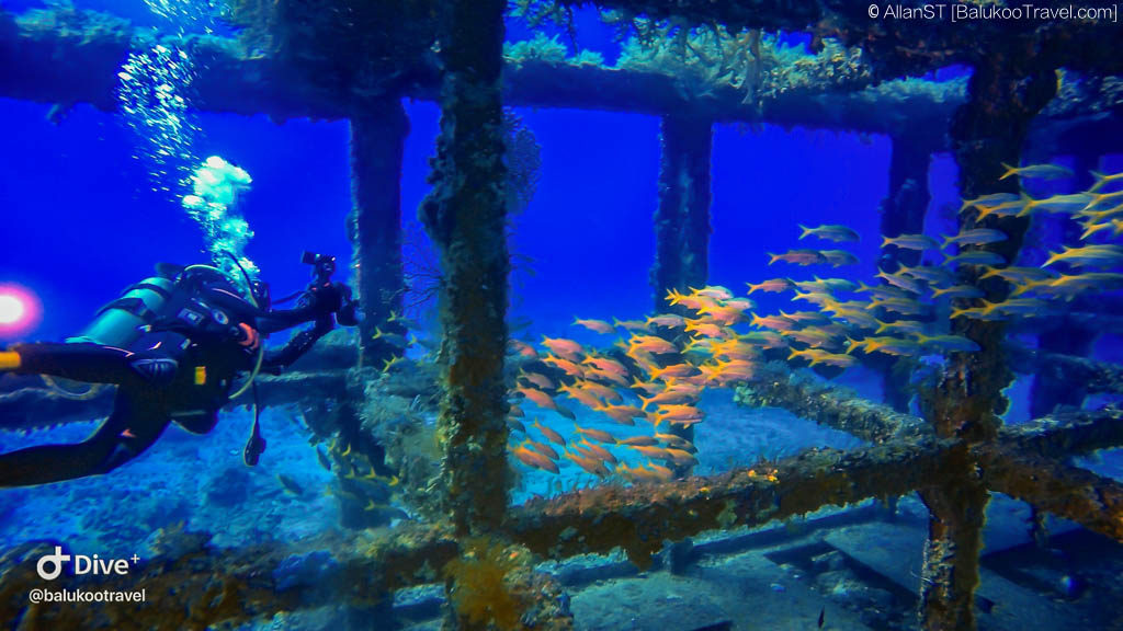 Dive Site: 鋼鐵礁 (Steel Reef)