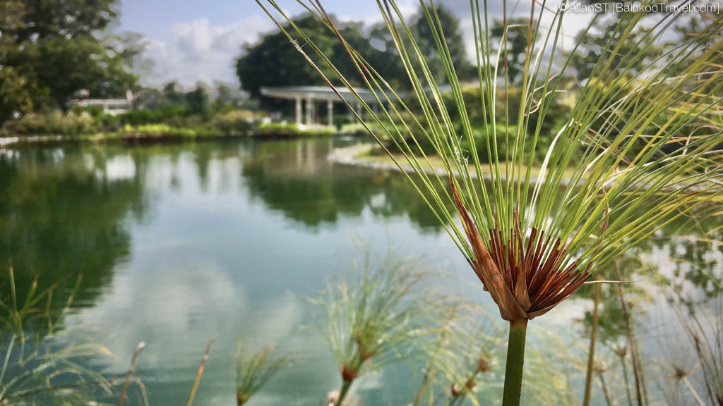 Ecopond at Clusia Cove