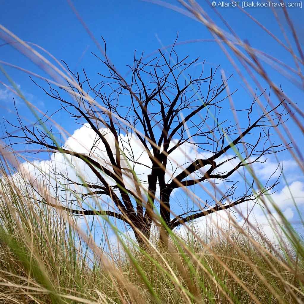 Lone Tree at Grasslands. It is a sculpture made from recycled iron bars.