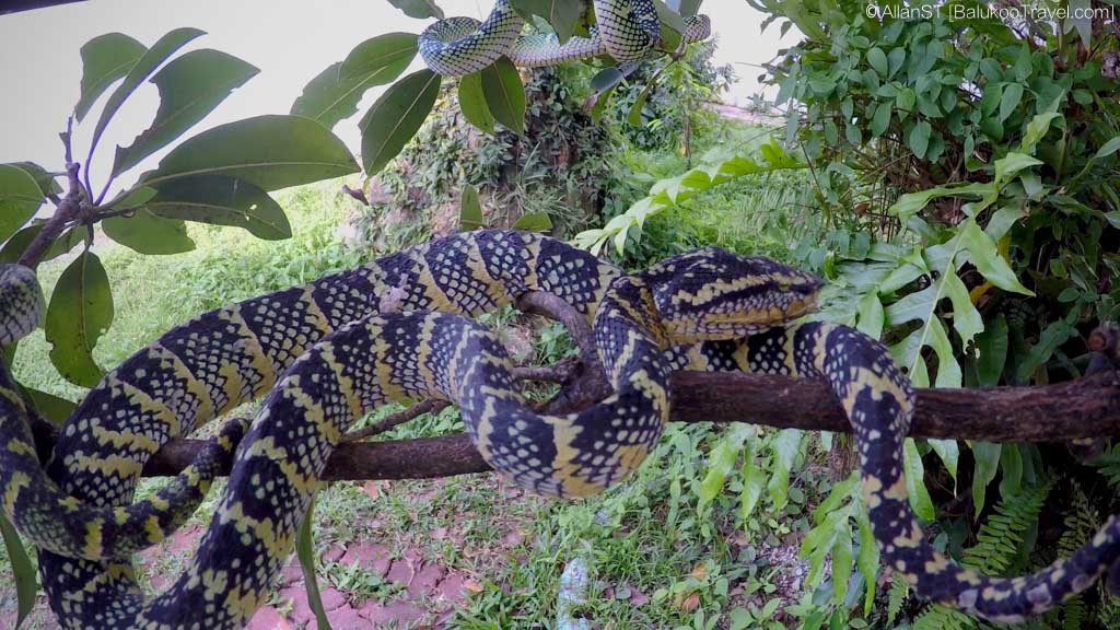 The snakes in the temple are found in an "enclosure" behind the main prayer hall. The snakes in the temple are found in an "enclosure" behind the main prayer hall.