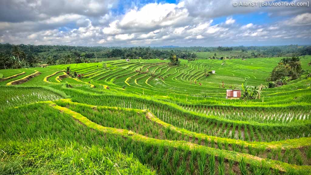 Jatiluwih Rice Terraces is the epitome of Bali's picturesque rice fields and its unique irrigation system