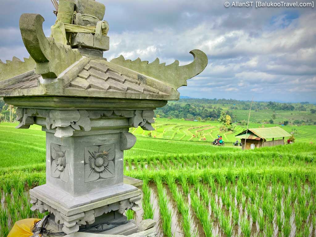 Former US President Barack Obama and his family visited Jatiluwih Rice Terraces in 2017 during a private visit to Bali.