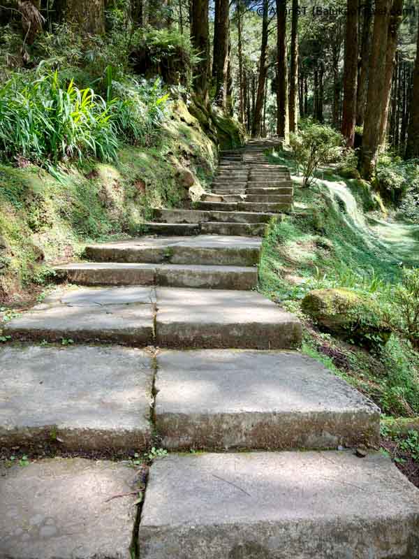 Walking paths within Alishan National Forest Recreation Area 