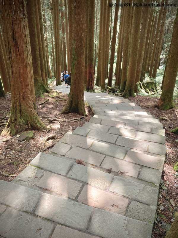 Alishan 阿里山 (7 Days Self-Drive Central Taiwan Itinerary)