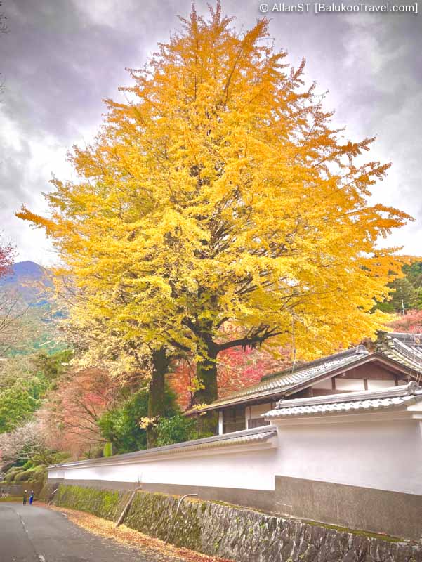 Beautiful ginkgo tree at Raizansennyoji Taihioin Temple, Fukuoka Beautiful ginkgo tree at Raizansennyoji Taihioin Temple, Fukuoka