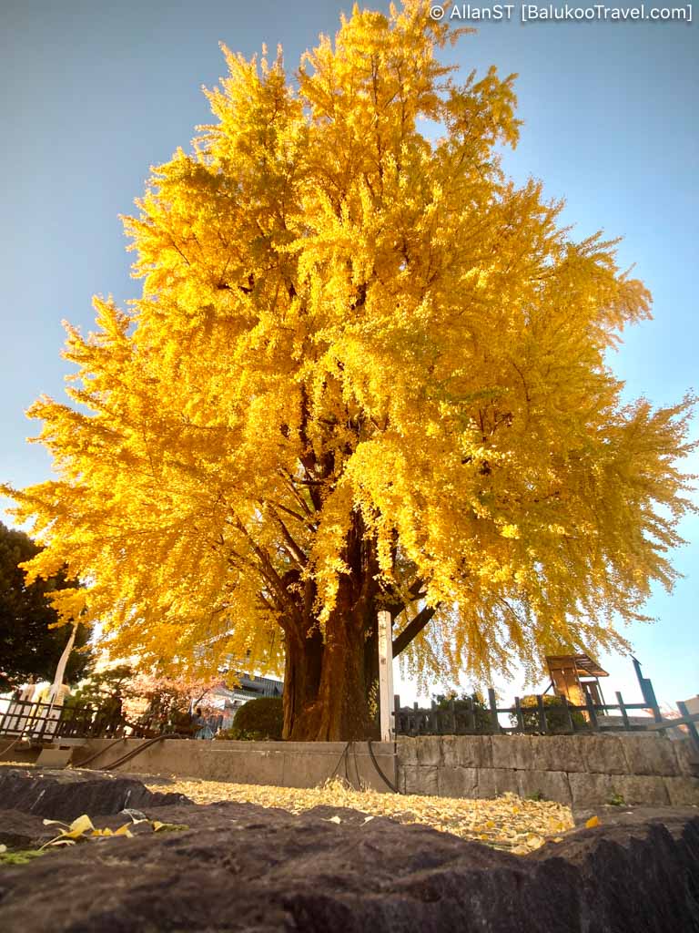 Glorious ginkgo tree in the grounds of Kumamoto Castle Glorious ginkgo tree in the grounds of Kumamoto Castle