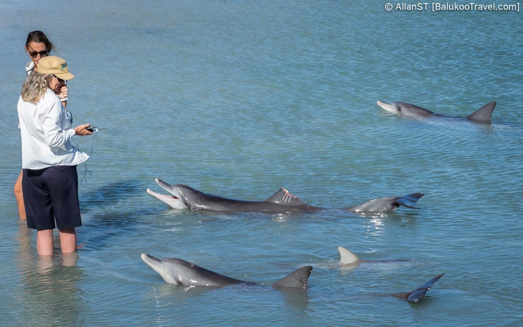 Dolphin interaction session, Monkey Mia