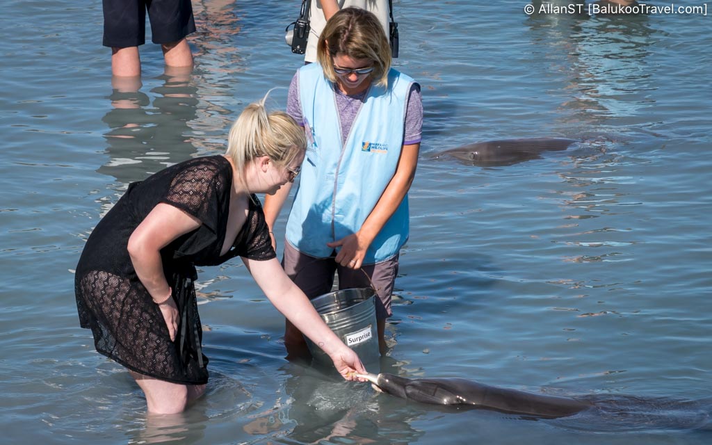 Dolphin interaction session, Monkey Mia